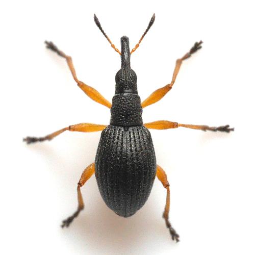 Réf. 338 571 : Protapion fulvipes